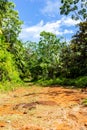 Lush tropical vegetation with endemic palm trees at Glacis Noire nature trail, Praslin, Seychelles.