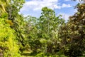 Lush tropical vegetation with endemic palm trees, Praslin, Seychelles.