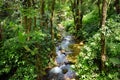 Lush tropical vegetation of the Hawaii Tropical Botanical Garden of Big Island of Hawaii Royalty Free Stock Photo