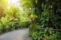 Lush tropical vegetation of the Hawaii Tropical Botanical Garden of Big Island of Hawaii Royalty Free Stock Photo