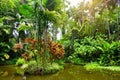 Lush tropical vegetation of the Hawaii Tropical Botanical Garden of Big Island of Hawaii Royalty Free Stock Photo