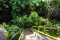 Lush tropical vegetation of the Hawaii Tropical Botanical Garden of Big Island of Hawaii Royalty Free Stock Photo