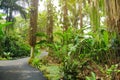 Lush tropical vegetation of the Hawaii Tropical Botanical Garden of Big Island of Hawaii Royalty Free Stock Photo