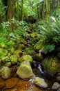 Lush tropical vegetation of the Hawaii Tropical Botanical Garden of Big Island of Hawaii Royalty Free Stock Photo