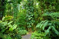 Lush tropical vegetation of the Hawaii Tropical Botanical Garden of Big Island of Hawaii