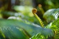 Lush tropical vegetation of the islands of Hawaii Royalty Free Stock Photo