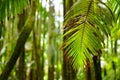 Lush tropical vegetation of the islands of Hawaii Royalty Free Stock Photo