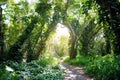 Lush tropical vegetation of the islands of Hawaii Royalty Free Stock Photo