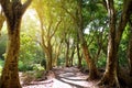 Lush tropical vegetation of the islands of Hawaii Royalty Free Stock Photo