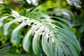 Lush tropical vegetation of the islands of Hawaii