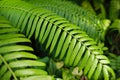 Lush tropical vegetation of the islands of Hawaii Royalty Free Stock Photo