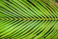 Lush tropical vegetation of the islands of Hawaii Royalty Free Stock Photo