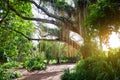 Lush tropical vegetation of the islands of Hawaii Royalty Free Stock Photo