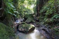 Lush undergrowth jungle vegetation in the dense rainforest of Monkey forest, Bali island, Indonesia