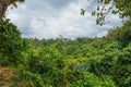 Lush undergrowth jungle vegetation in the dense rainforest of Monkey forest, Bali island, Indonesia