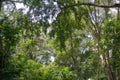 Lush undergrowth jungle vegetation in the dense rainforest of Munduk, Bali island, Indonesia