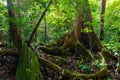 Lush undergrowth jungle vegetation