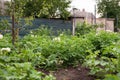 Lush vegetable garden with blooming potato plants and fruit trees Royalty Free Stock Photo