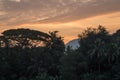 Lush vegetation along river in Luang Prabang at sunrise