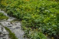 Lush vegetation on bank of stream. Leaves and flowers receive enough moisture, so they grow well