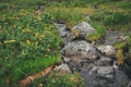 Lush vegetation on bank of stream. Leaves and flowers receive enough moisture, so they grow well