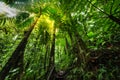 Lush vegetation in Basse Terre jungle in Guadeloupe Royalty Free Stock Photo