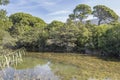 lush vegetation on canal bank at bog on shore, near Marina di Alberese, Italy Royalty Free Stock Photo