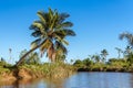 Lush vegetation