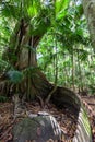 Lush vegetation and fig tree with giant roots. Royalty Free Stock Photo