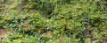 Lush alpine vegetation on a forest floor Royalty Free Stock Photo