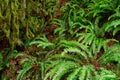 Lush vegetation, giant trees overgrown with moss, ferns and lichens in the rain forest, Lynn Canyon Park Royalty Free Stock Photo