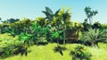 Lush vegetation in jungle Royalty Free Stock Photo