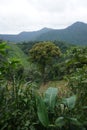 Lush vegetation on the Lost City Trek, Ciudad Perdida, close to Santa Marta, Colombia Royalty Free Stock Photo