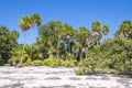 Lush vegetation on natural beach in Tropes, Isla de la Juventud, Cuba