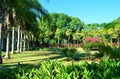 Lush vegetation at the Pamplemousse Botanical Gardens in Mauritius