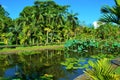 Lush vegetation at the Pamplemousse Botanical Gardens in Mauritius