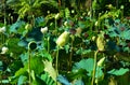 Lush vegetation at the Pamplemousse Botanical Gardens in Mauritius