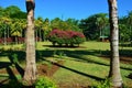 Lush vegetation at the Pamplemousse Botanical Gardens in Mauritius