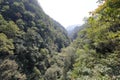 The lush vegetation of sanqingshan mountain, adobe rgb Royalty Free Stock Photo