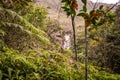 Natural vegetation in rural Brazil Royalty Free Stock Photo