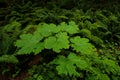 Lush vegetation and thick underbrush in the dark rainforest