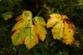 Lush vegetation and thick underbrush in the dark rainforest