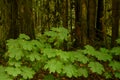 Lush vegetation and thick underbrush in the dark rainforest at t Royalty Free Stock Photo