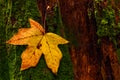 A single fall leaf hanged up on a dead mossy tree trunk Royalty Free Stock Photo