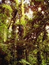 Lush vegetation on a trail in the rain forest Royalty Free Stock Photo