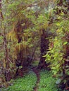 Lush vegetation on a trail in the rain forest Royalty Free Stock Photo