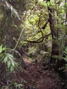 Lush vegetation on a trail in the rain forest Royalty Free Stock Photo