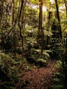 Lush vegetation on a trail in the rain forest Royalty Free Stock Photo