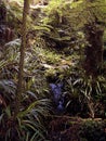 Lush vegetation on a trail in the rain forest Royalty Free Stock Photo