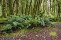 Lush vegetation in tropical New Zealand rainforest with ferns and moss covered tree trunks Royalty Free Stock Photo